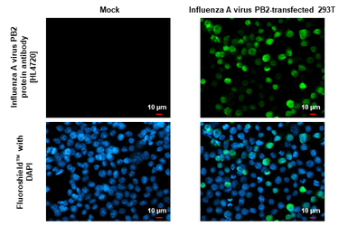 Anti-Influenza A virus PB2 protein antibody [HL4720] used in Immunocytochemistry/ Immunofluorescence (ICC/IF). GTX644724